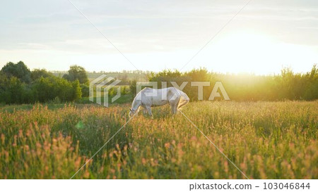 Rural landscape with grazing horses. Brown and white horse in the pasture. Beautiful horses on a farm after the havy rain. Horses eat green grass in the meadow after the rain. Horses in the meadow Rural landscape with grazing horses. Brown and white horse in the pasture. Beautiful horses on a farm after the havy rain. Horses eat green grass in the meadow after the rain. Horses in the meadow 103046844