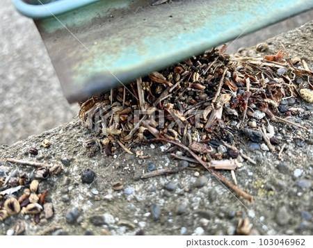 有圍欄的牆邊上收集的堅果和種子（照片中可能有螞蟻）/The seeds 103046962