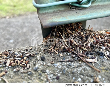 Nuts and seeds that collect on the edge of the wall with the fence (there may be ants in the photo)/The seeds 103046969