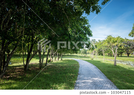 Beautiful grass field on blue clear sky with white cloud and sunshine. 103047115