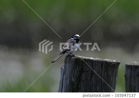 Black-backed wagtail Black-backed wagtail 103047137