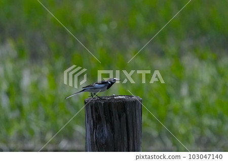 Black-backed wagtail Black-backed wagtail 103047140