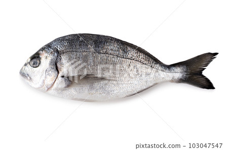Dorado fish isolated on white background. Dorado fish isolated on white background. 103047547