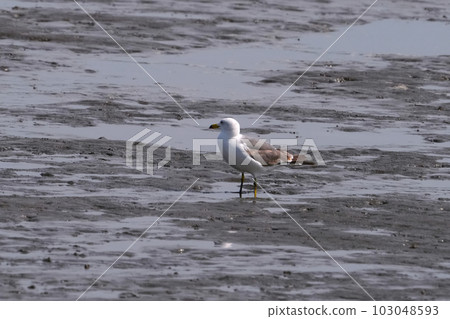 seagull 103048593