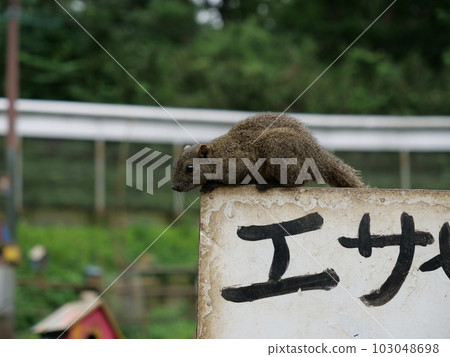 台灣松鼠 103048698