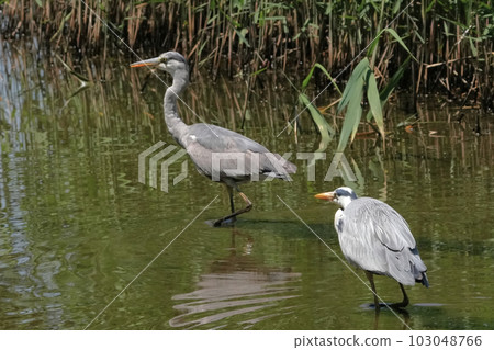 蒼鷺 103048766