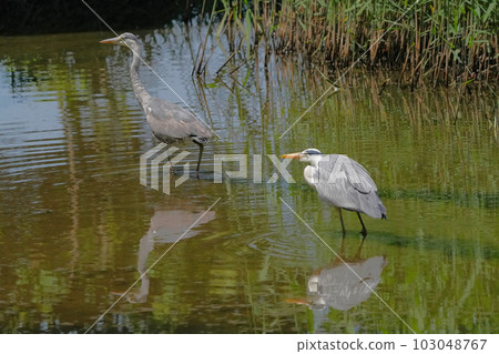 Heron 103048767