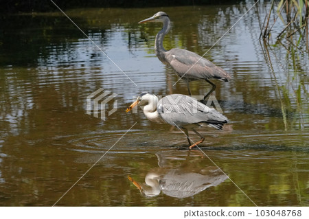 Heron 103048768