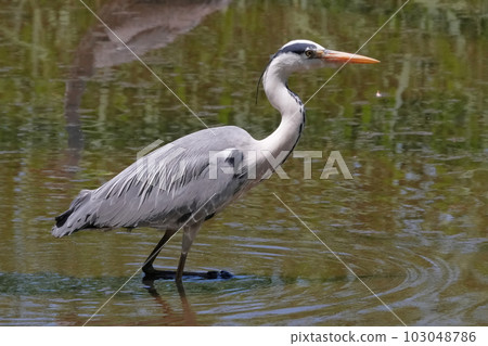 Heron 103048786