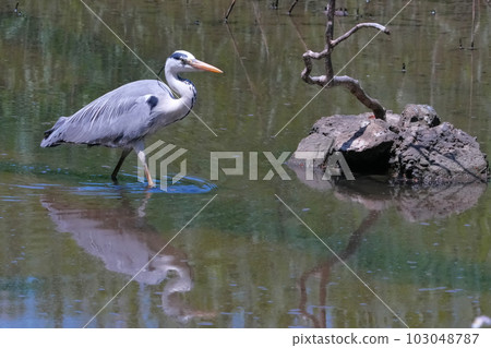 Heron 103048787