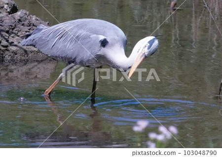 Heron Heron 103048790