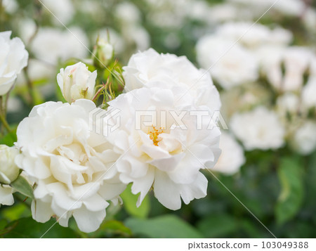 盛開的白玫瑰 盛開的白玫瑰 103049388