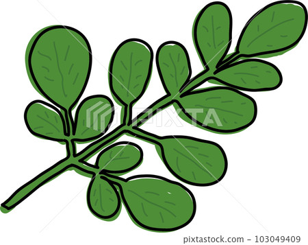 辣木圖 辣木圖 103049409