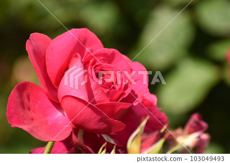 燦爛的粉紅玫瑰 燦爛的粉紅玫瑰 103049493