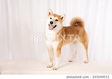 歌君，微笑的柴犬 103049551