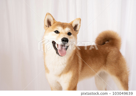 歌君，微笑的柴犬 103049639