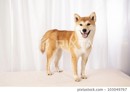 Uta-chan，微笑的柴犬 103049767