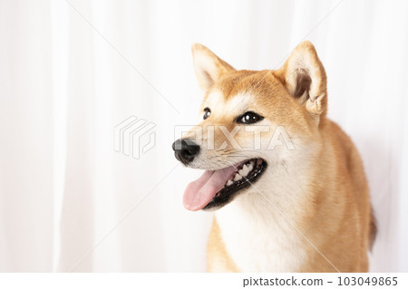微笑的柴犬歌君半身像 103049865