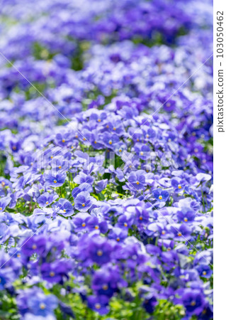 有盛開的紫色花的花壇 103050462