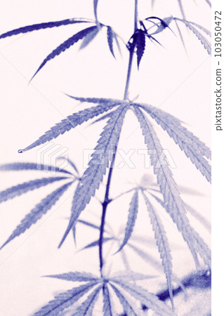 A bluish monotone blue herb. Fashionable illustration of cannabis plant and white background. A bluish monotone blue herb. Fashionable illustration of cannabis plant and white background. 103050472