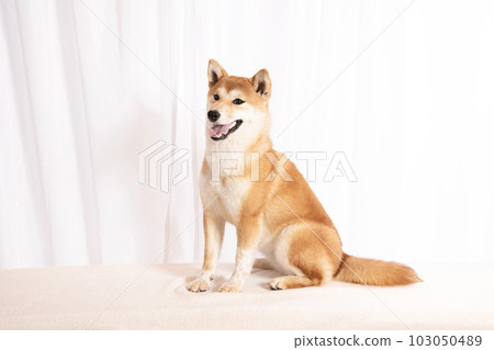 Uta-kun, a smiling Shiba Inu 103050489