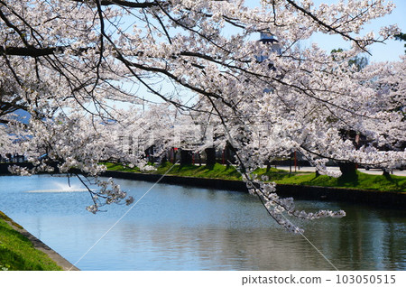 鶴岡公園的櫻花和護城河 103050515