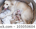 Mama dog golden retriever feeding a newborn puppy milk in a cement tube 103050604