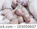 Newborn golden retriever puppy detail closeup pet 103050607