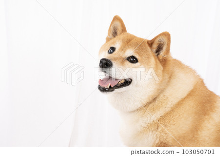 Rin-chan，微笑的柴犬 103050701