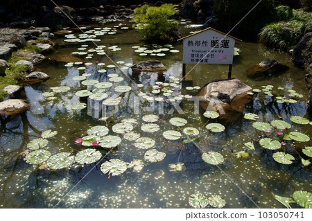熱帶睡蓮池 熱帶睡蓮池 103050741