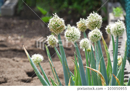 Green onion shaved Green onion shaved 103050955