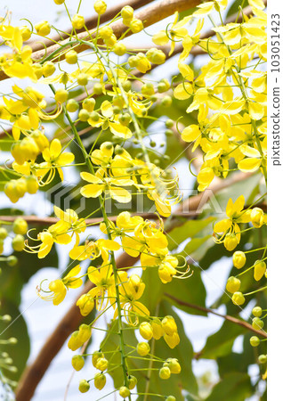 Golden shower , Cassia fistula or pudding pipe or LEGUMINOSAE CAESALPINIOIDEAE or Indian Laburnum or yellow flower 103051423