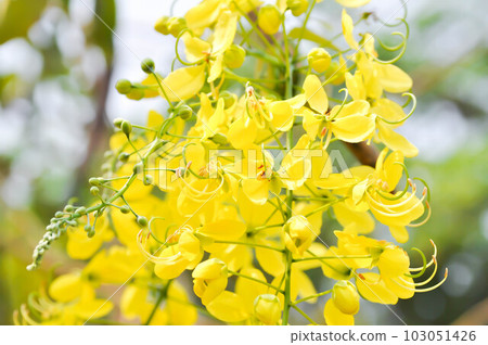 Golden shower , Cassia fistula or pudding pipe or LEGUMINOSAE CAESALPINIOIDEAE or Indian Laburnum or yellow flower 103051426