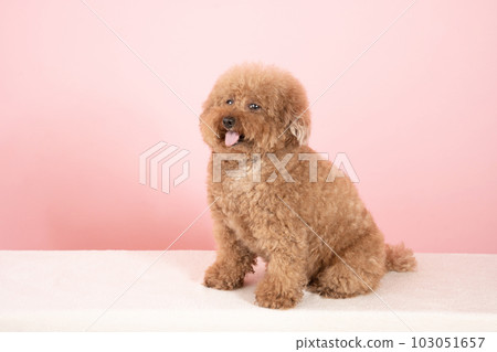Pink back and sitting toy poodle chocolate Pink back and sitting toy poodle chocolate 103051657