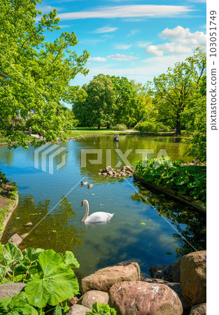 Swan in Krasinski Park 103051749