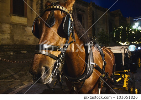 Close-up of a tourist horse and carriage parked outside the cathedral in Seville, Spain 103051826