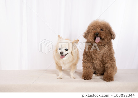 Toy clearance poodle chihuahua