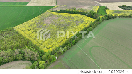 Field vole common Microtus arvalis oilseed disaster extremely attacked rape Brassica napus drone aerial plant infested short-tailed pest rodent grey-brown overpopulation yield damage Europe 103052644