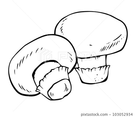 Vector black and white champignon mushrooms doodle style isolated on white background 103052934