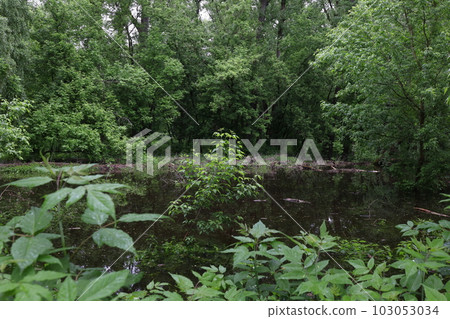 Lake in the summer forest, beautiful landscape Lake in the summer forest, beautiful landscape 103053034