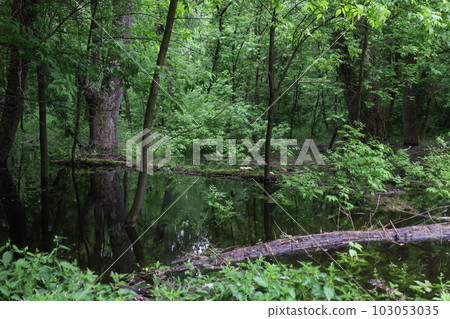 Lake in the summer forest, beautiful landscape Lake in the summer forest, beautiful landscape 103053035