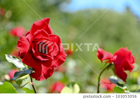 Bright red roses Bright red roses 103053056