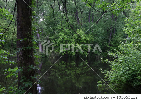 The consequences of flooding in the park, flood in the forest, fresh  103053112