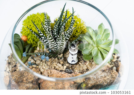 Florarium in a glass vase with haworthia, pachyphytum and other succulents. 103053161