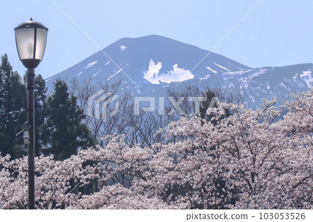 Fukushima Azuma Kofuji snow rabbit Fukushima Azuma Kofuji snow rabbit 103053526