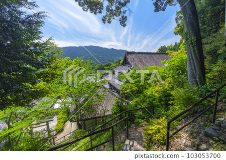 Hasedera Temple overlooking the main hall surrounded by fresh greenery from near Inari Shrine (Hatsuse, Sakurai City, Nara Prefecture) 103053700