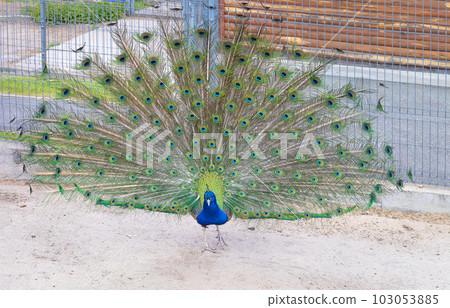 A blue-green peacock with a chic flowing tail proudly walks around the yard. A blue-green peacock with a chic flowing tail proudly walks around the yard. 103053885