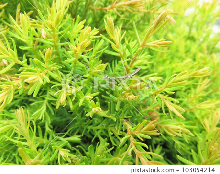 螳螂寶寶 103054214