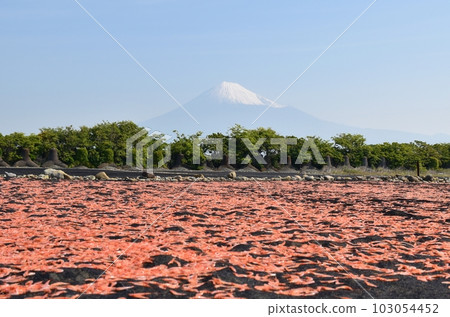 Blue sky, Mt.Fuji and sakura shrimp Shizuoka 103054452