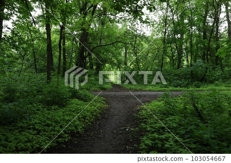 Road in the rainy summer forest, beautiful landscape Road in the rainy summer forest, beautiful landscape 103054667